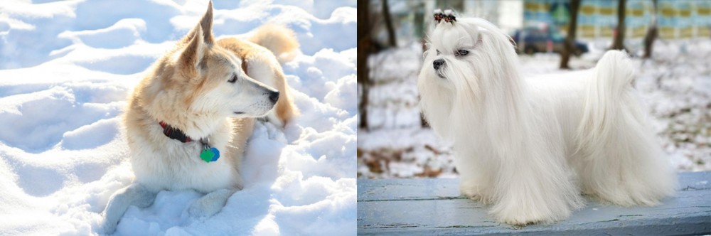 Maltese vs Labrador Husky - Breed Comparison