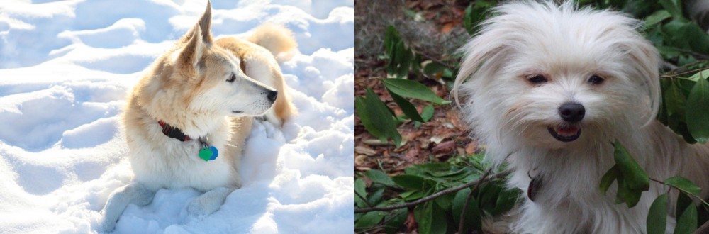 Malti-Pom vs Labrador Husky - Breed Comparison