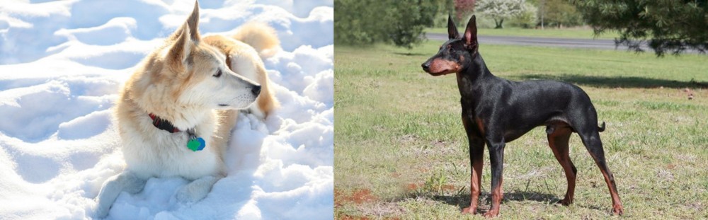 Manchester Terrier vs Labrador Husky - Breed Comparison