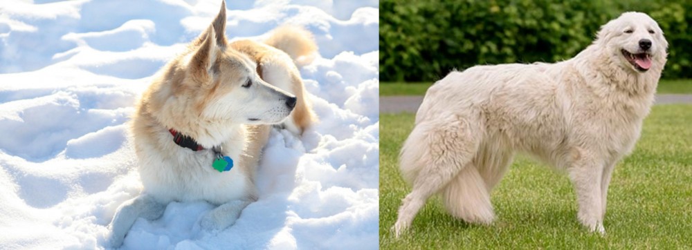 Maremma Sheepdog vs Labrador Husky - Breed Comparison