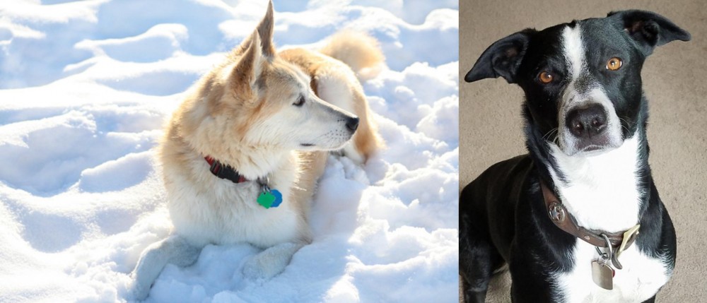 McNab vs Labrador Husky - Breed Comparison