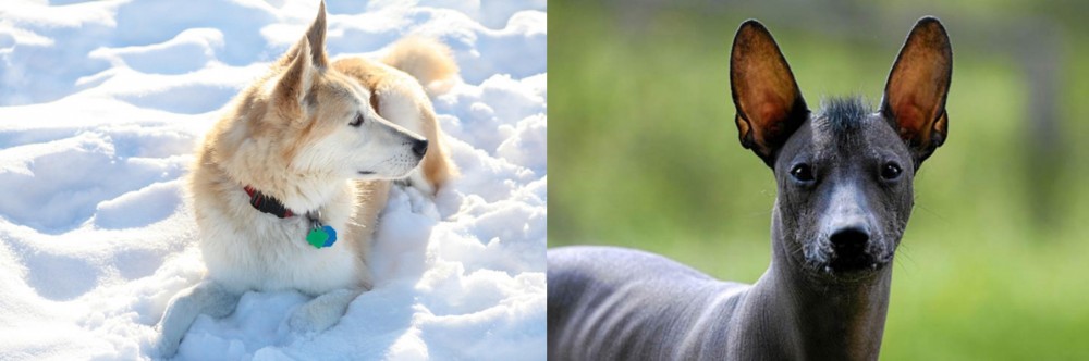 Mexican Hairless vs Labrador Husky - Breed Comparison