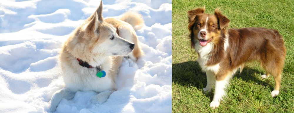 Miniature Australian Shepherd vs Labrador Husky - Breed Comparison