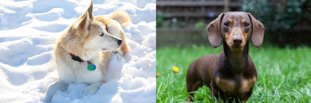 Miniature Dachshund vs Labrador Husky - Breed Comparison