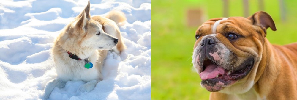 Miniature English Bulldog vs Labrador Husky - Breed Comparison