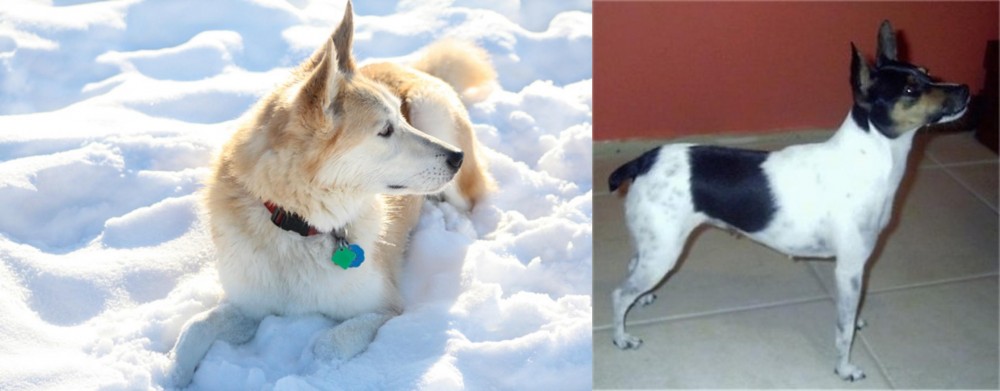 Miniature Fox Terrier vs Labrador Husky - Breed Comparison