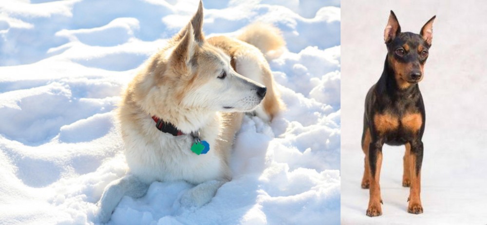 Miniature Pinscher vs Labrador Husky - Breed Comparison