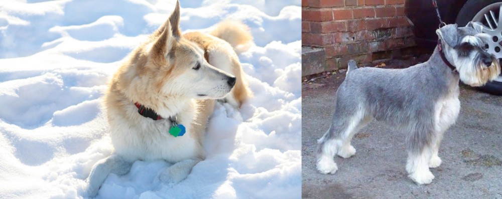 Miniature Schnauzer vs Labrador Husky - Breed Comparison