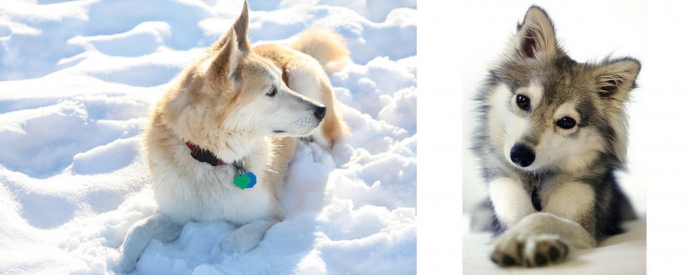 Miniature Siberian Husky vs Labrador Husky - Breed Comparison