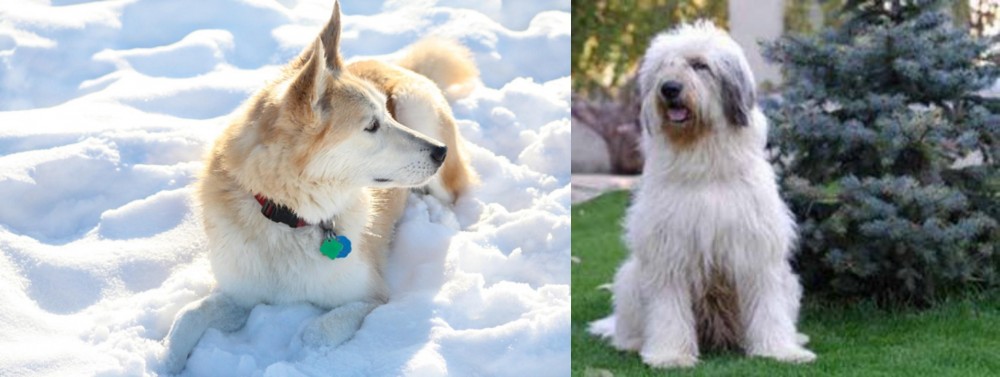 Mioritic Sheepdog vs Labrador Husky - Breed Comparison