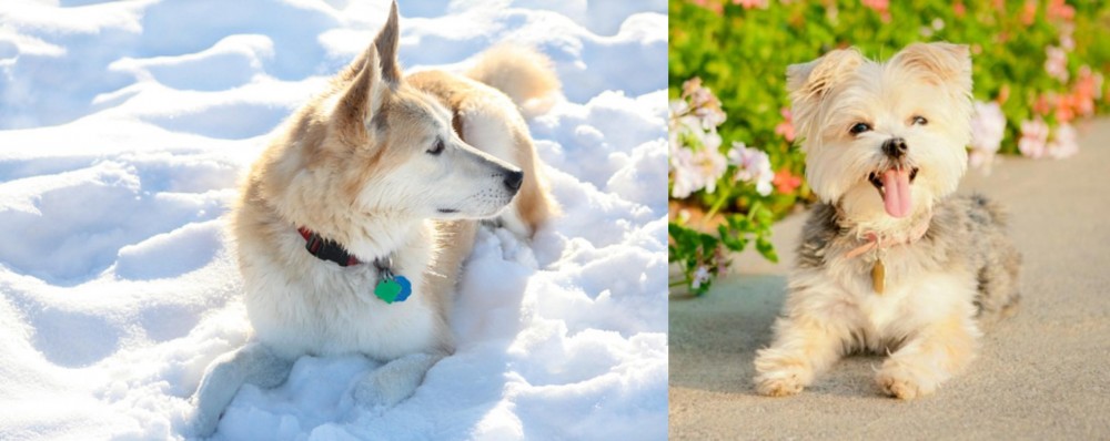 Morkie vs Labrador Husky - Breed Comparison