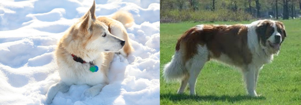 Moscow Watchdog vs Labrador Husky - Breed Comparison