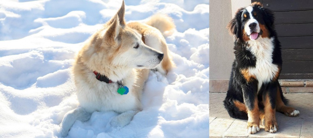 Mountain Burmese vs Labrador Husky - Breed Comparison