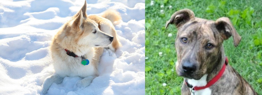 Mountain Cur vs Labrador Husky - Breed Comparison