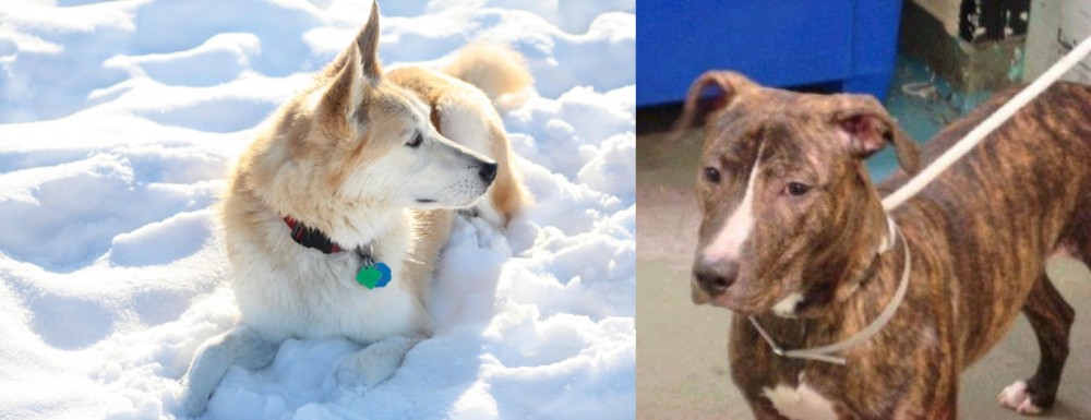 Mountain View Cur vs Labrador Husky - Breed Comparison