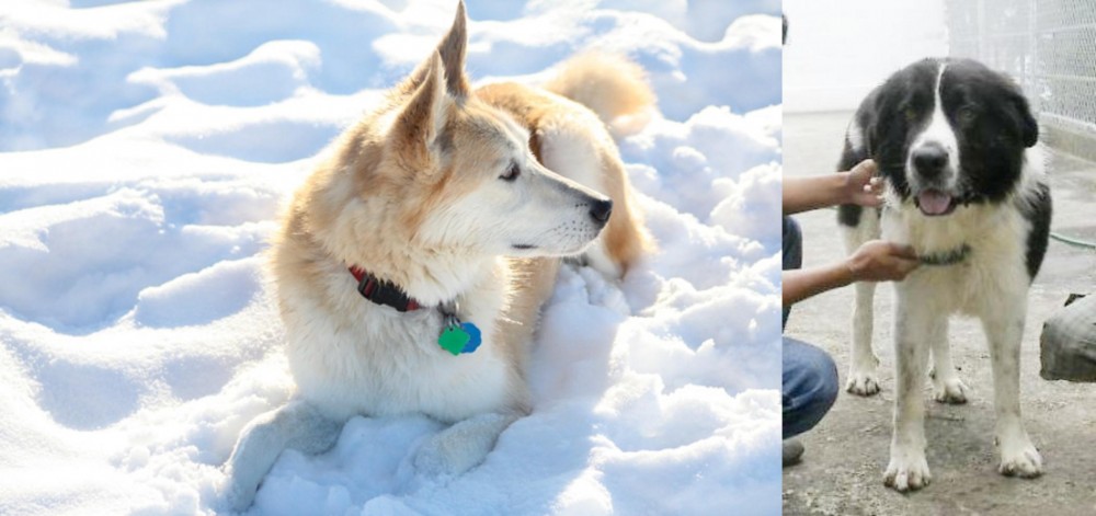 Mucuchies vs Labrador Husky - Breed Comparison