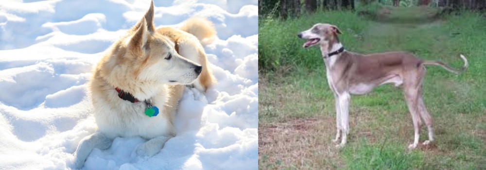 Mudhol Hound vs Labrador Husky - Breed Comparison