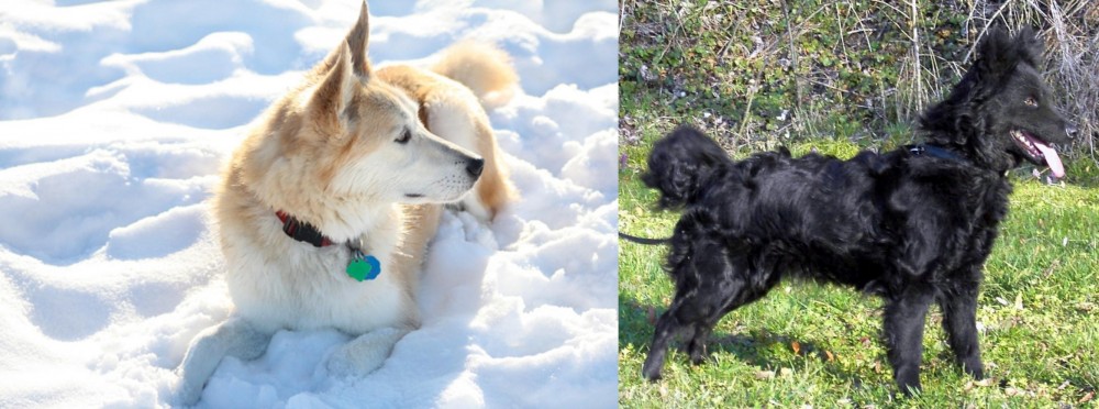 Mudi vs Labrador Husky - Breed Comparison