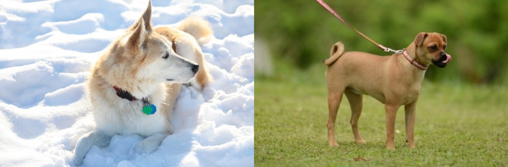 Muggin vs Labrador Husky - Breed Comparison