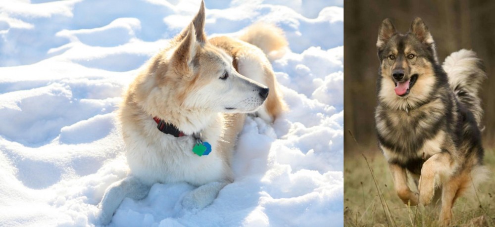 Native American Indian Dog vs Labrador Husky - Breed Comparison