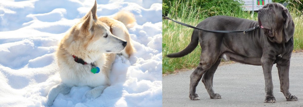 Neapolitan Mastiff vs Labrador Husky - Breed Comparison