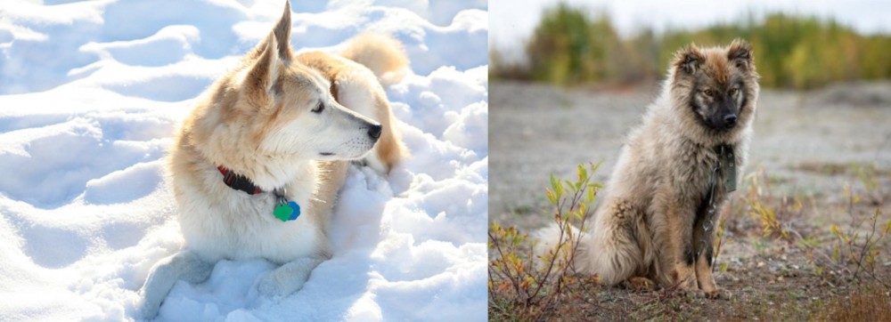 Nenets Herding Laika vs Labrador Husky - Breed Comparison