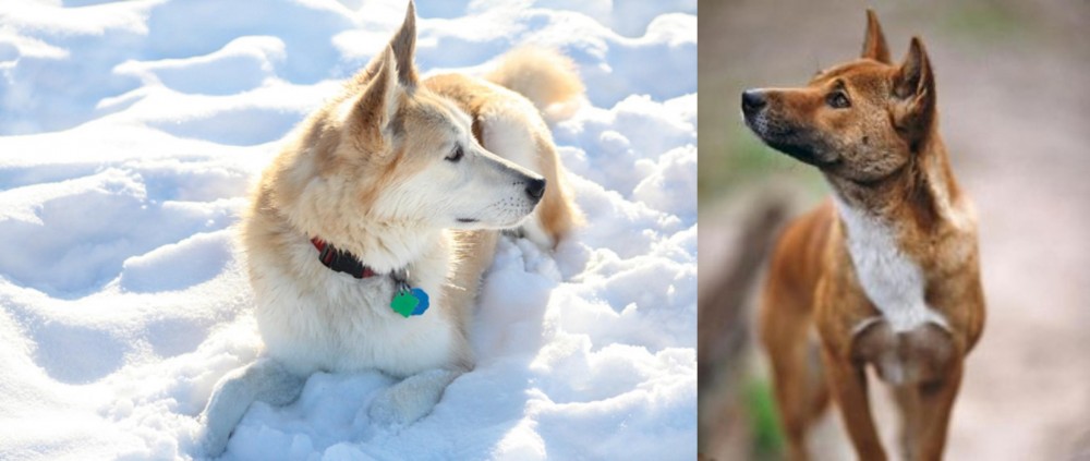 New Guinea Singing Dog vs Labrador Husky - Breed Comparison