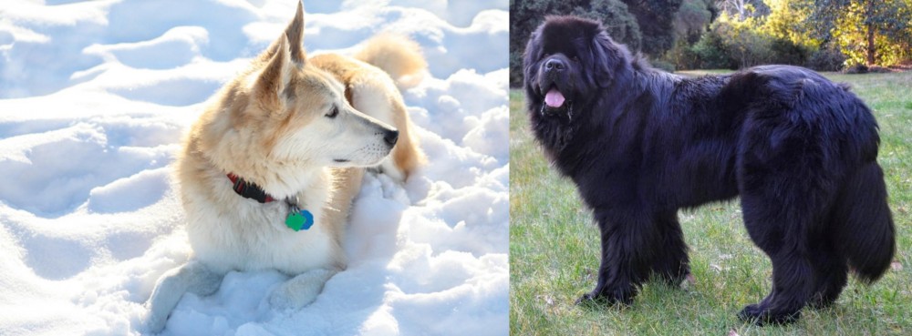 Newfoundland Dog vs Labrador Husky - Breed Comparison