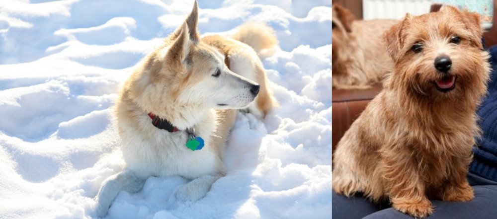 Norfolk Terrier vs Labrador Husky - Breed Comparison