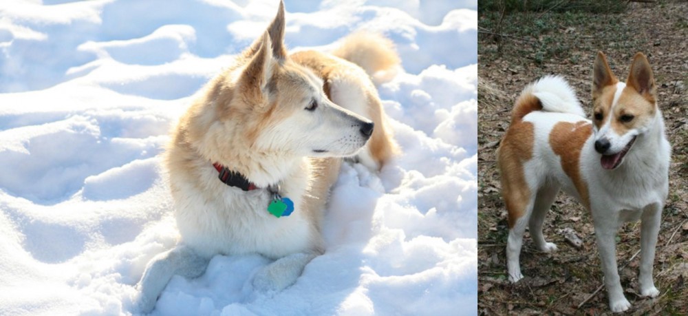 Norrbottenspets vs Labrador Husky - Breed Comparison