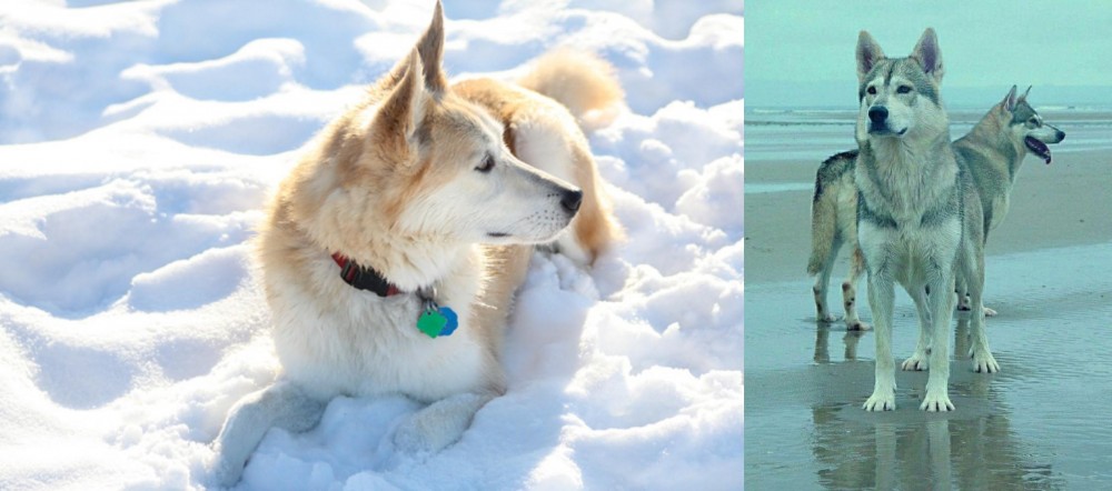 Northern Inuit Dog vs Labrador Husky - Breed Comparison