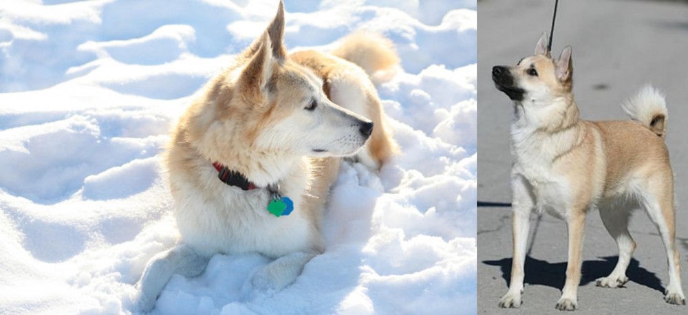 Norwegian Buhund vs Labrador Husky - Breed Comparison