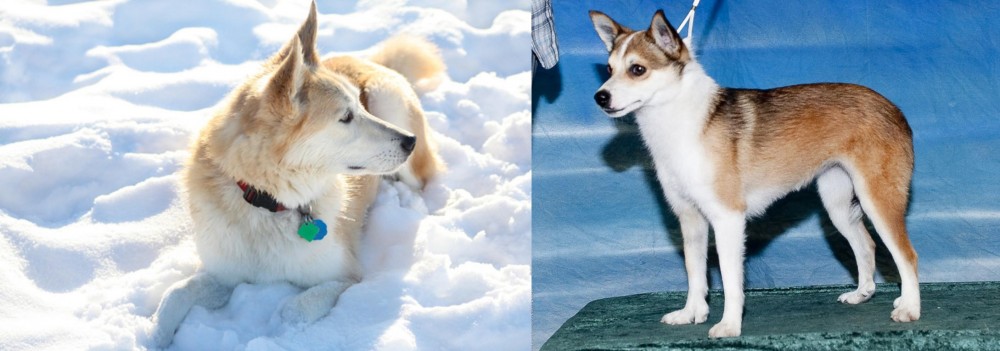 Norwegian Lundehund vs Labrador Husky - Breed Comparison