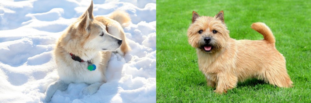 Norwich Terrier vs Labrador Husky - Breed Comparison