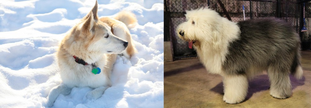 Old English Sheepdog vs Labrador Husky - Breed Comparison