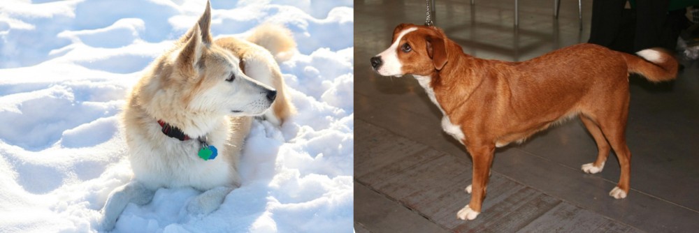 Osterreichischer Kurzhaariger Pinscher vs Labrador Husky - Breed Comparison
