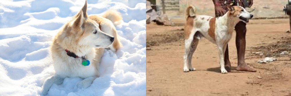 Pandikona vs Labrador Husky - Breed Comparison