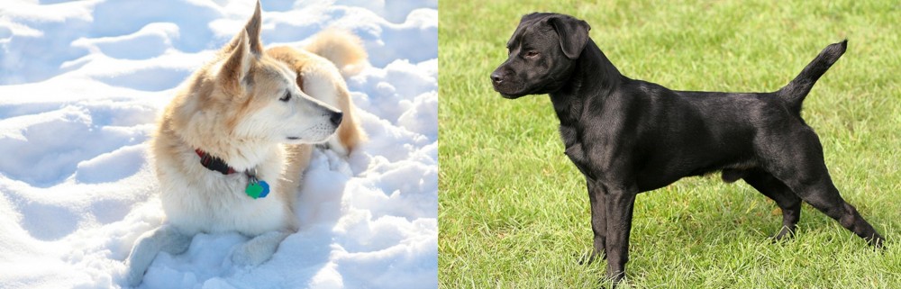 Patterdale Terrier vs Labrador Husky - Breed Comparison