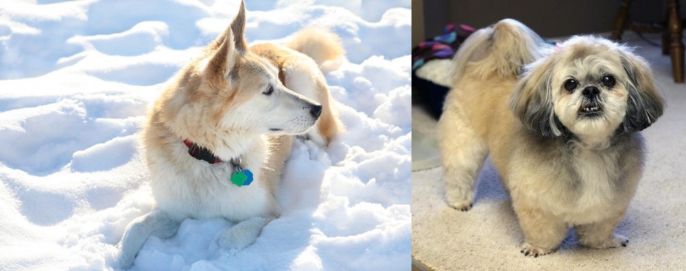 PekePoo vs Labrador Husky - Breed Comparison