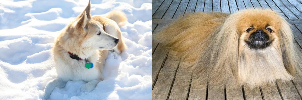 Pekingese vs Labrador Husky - Breed Comparison