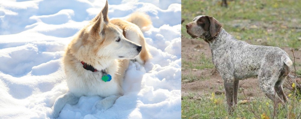 Perdiguero de Burgos vs Labrador Husky - Breed Comparison