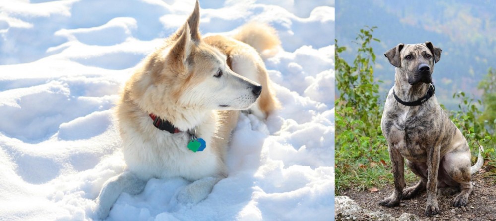 Perro Cimarron vs Labrador Husky - Breed Comparison