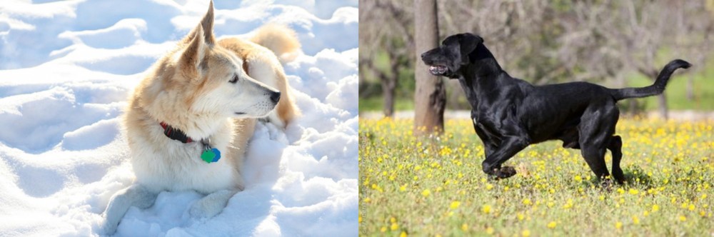 Perro de Pastor Mallorquin vs Labrador Husky - Breed Comparison