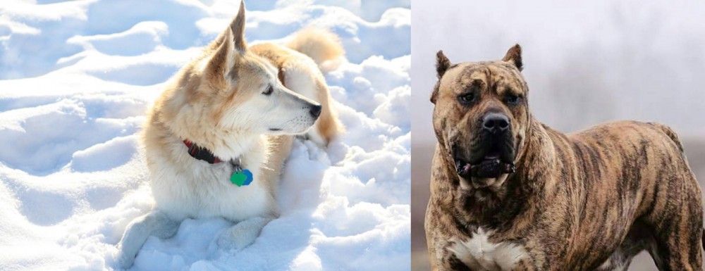 Perro de Presa Canario vs Labrador Husky - Breed Comparison