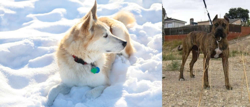 Perro de Toro vs Labrador Husky - Breed Comparison