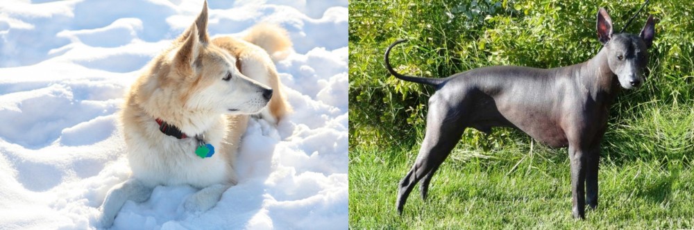Peruvian Hairless vs Labrador Husky - Breed Comparison