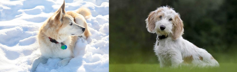 Petit Basset Griffon Vendeen vs Labrador Husky - Breed Comparison