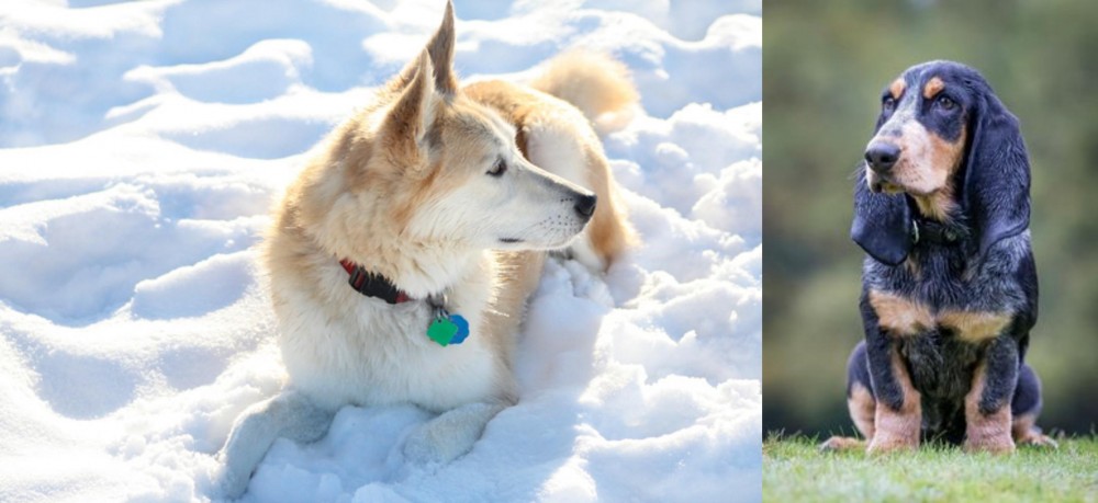Petit Bleu de Gascogne vs Labrador Husky - Breed Comparison