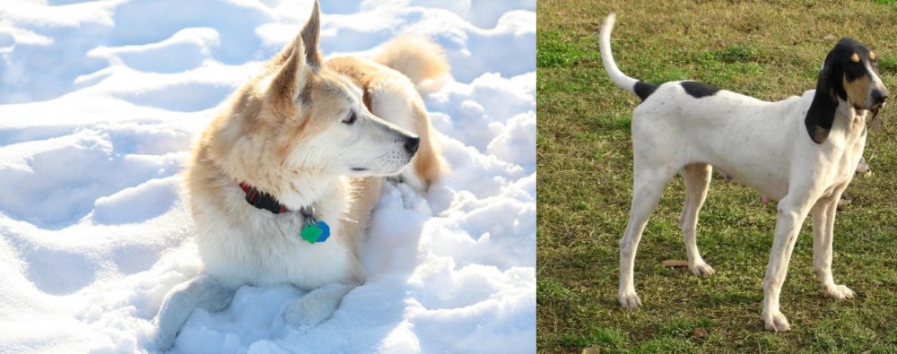 Petit Gascon Saintongeois vs Labrador Husky - Breed Comparison
