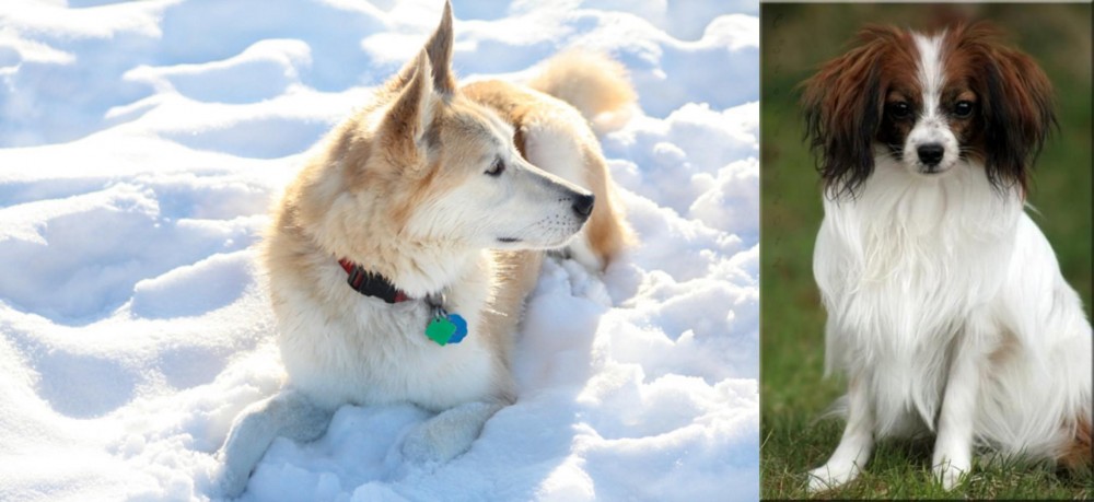 Phalene vs Labrador Husky - Breed Comparison